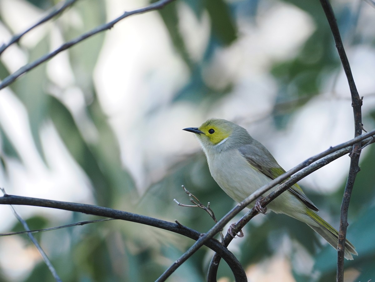 White-plumed Honeyeater - ML641897565