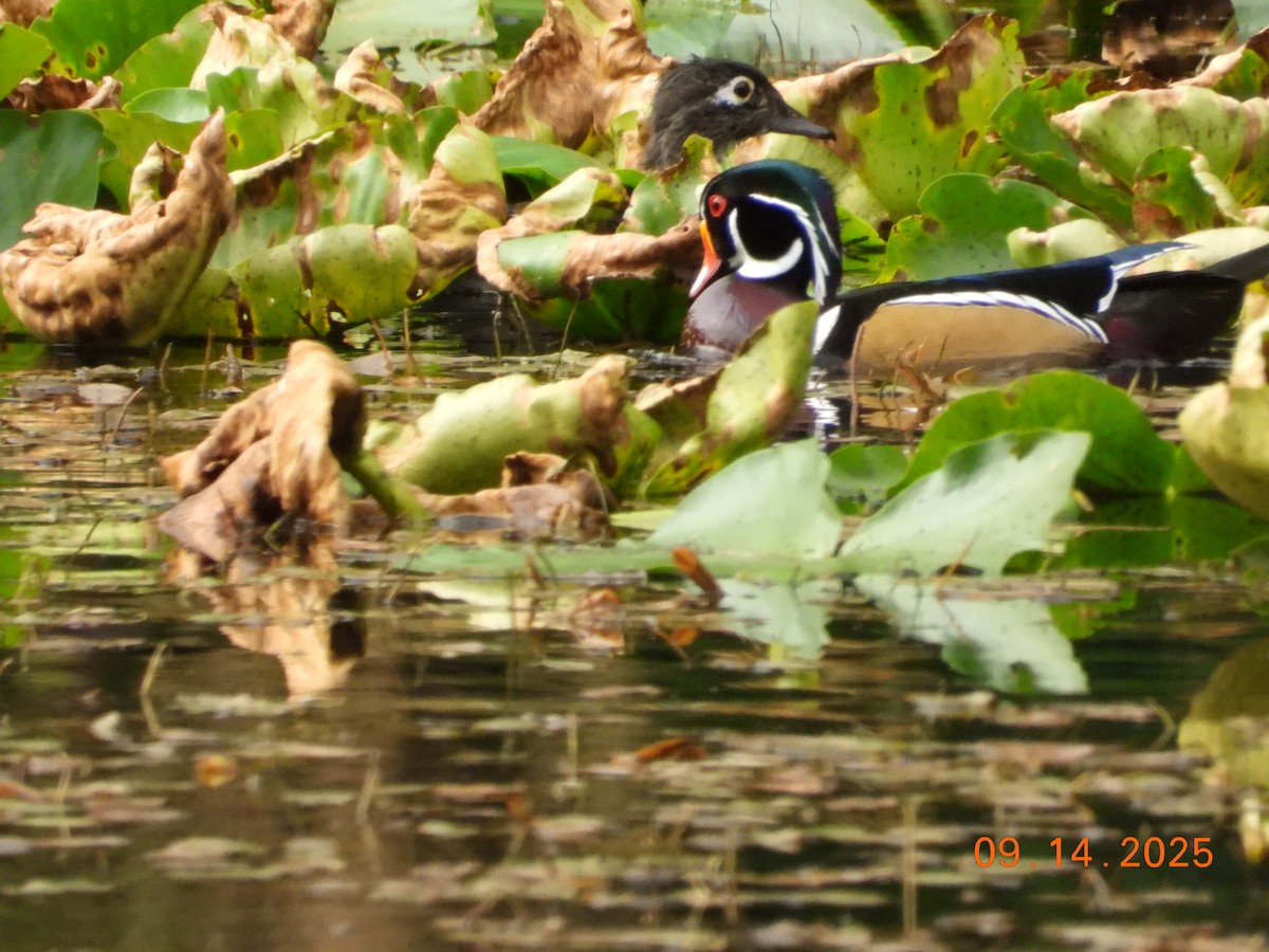 Canard branchu - ML641897567