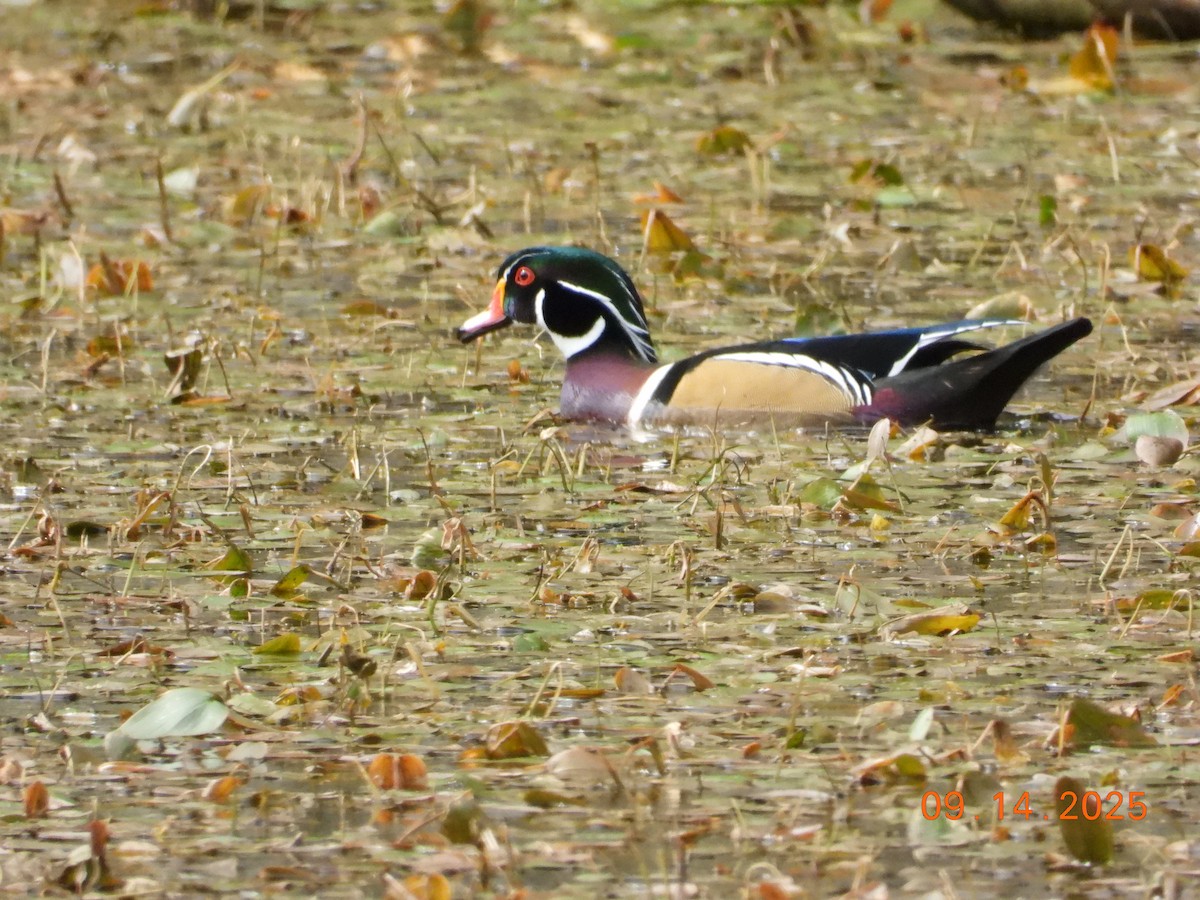 Canard branchu - ML641897568