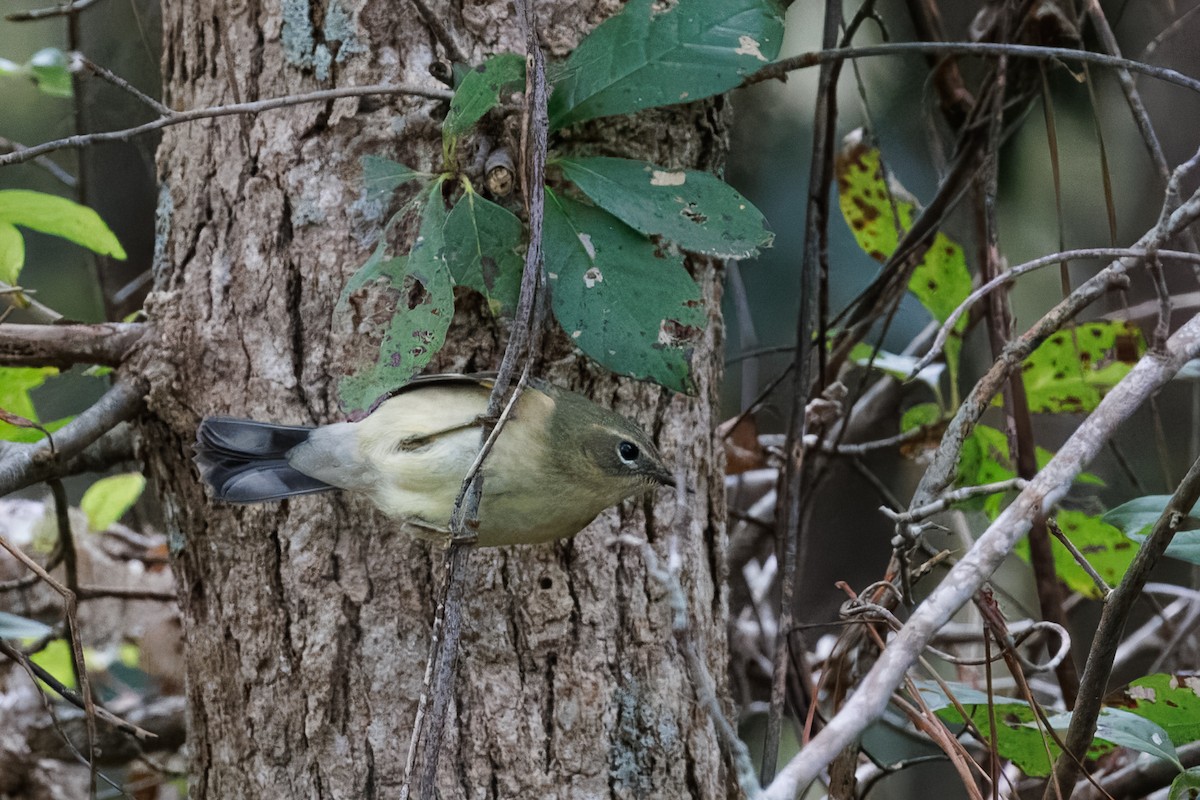 Black-throated Blue Warbler - ML641897572