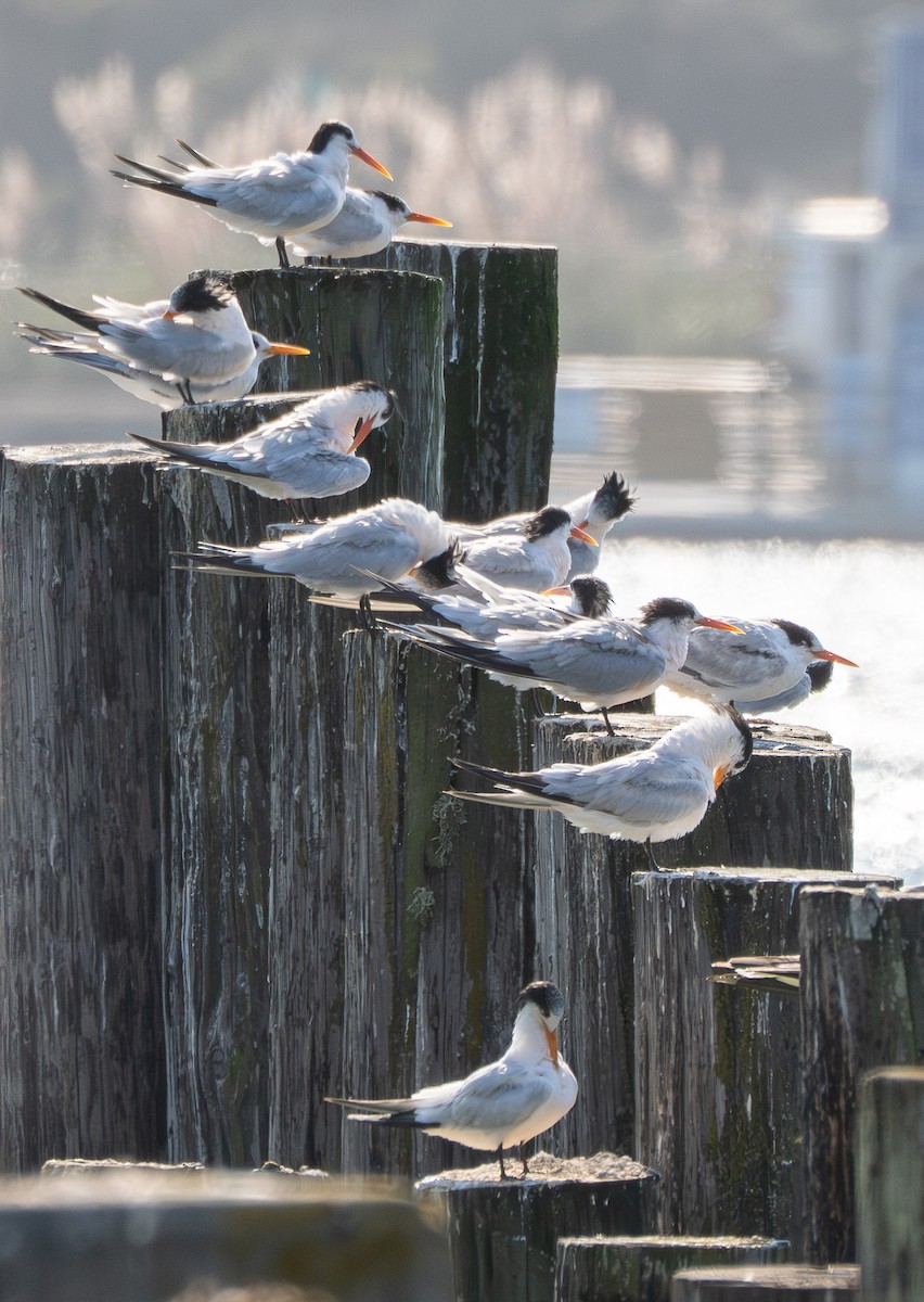 Elegant Tern - ML641897573