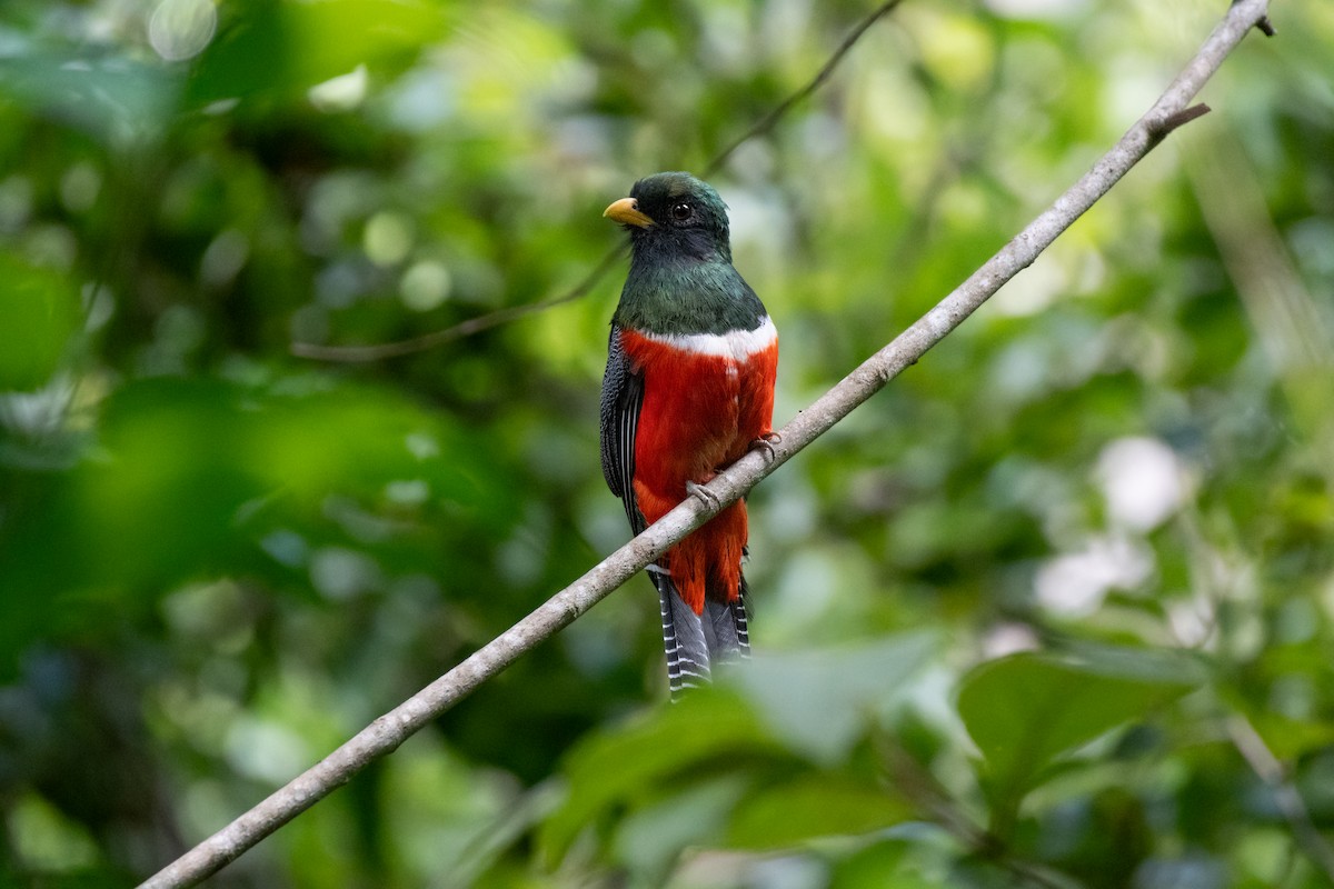 Trogon rosalba - ML641897581