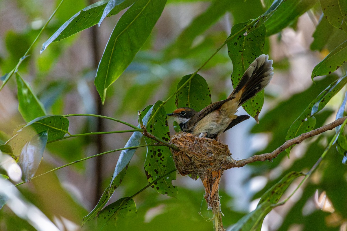 Australian Rufous Fantail - ML641897615