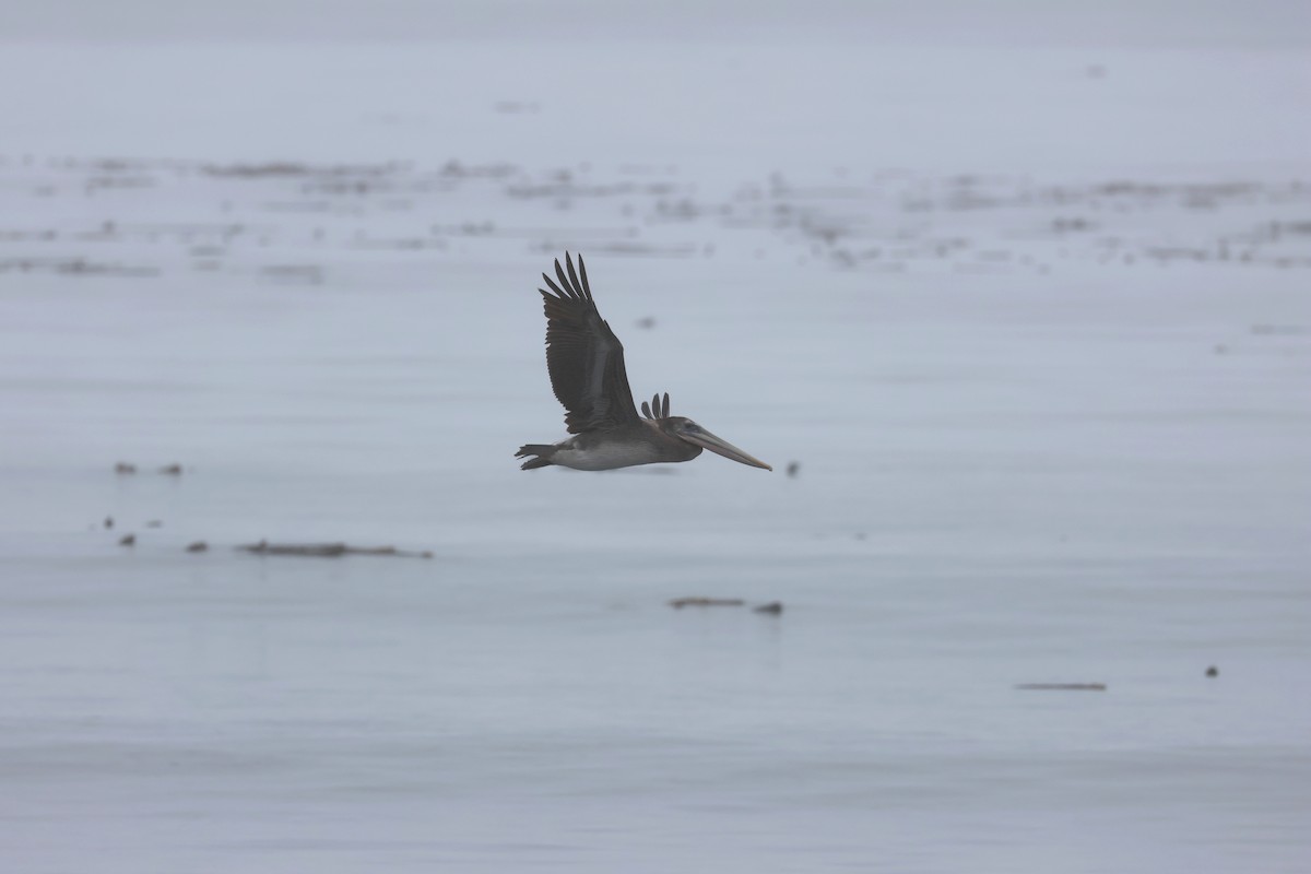 Brown Pelican - ML641897623