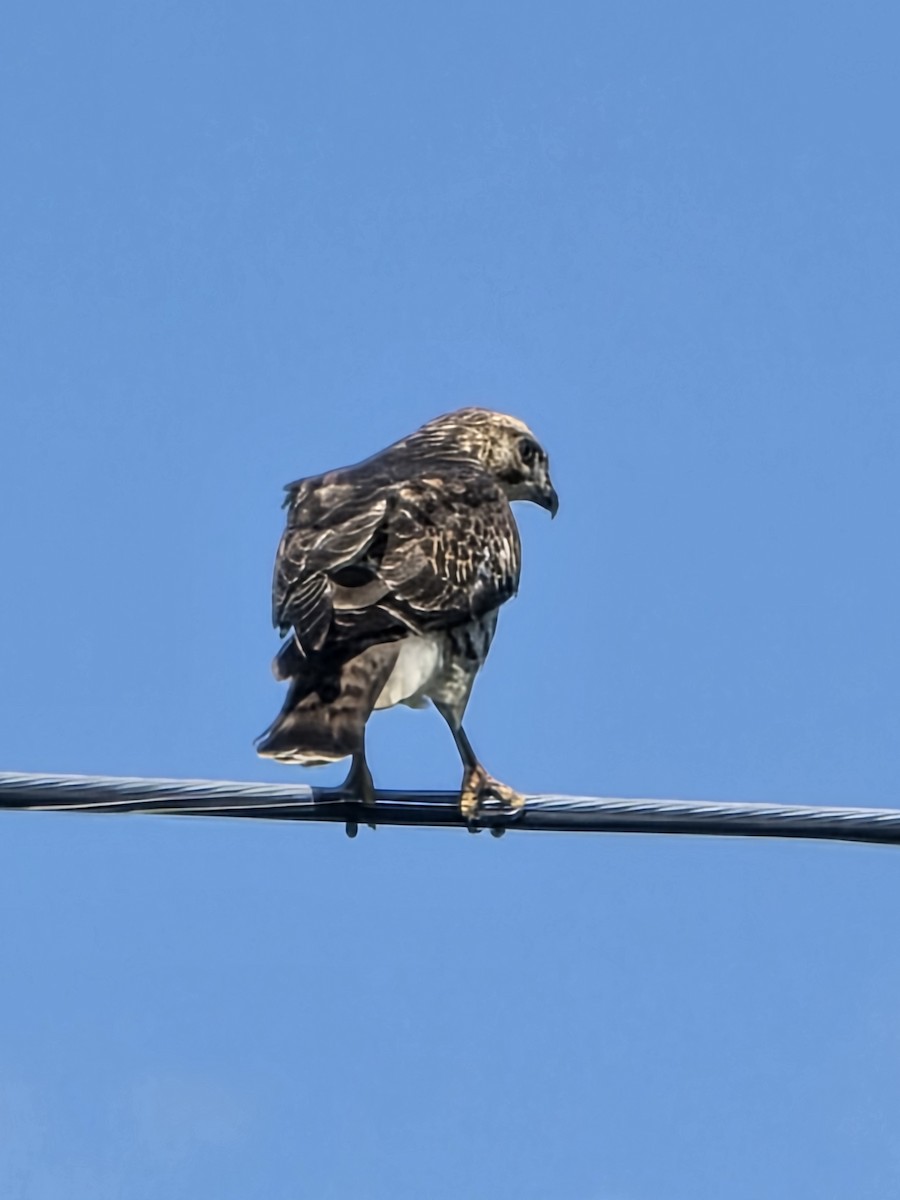 Broad-winged Hawk - ML641897657