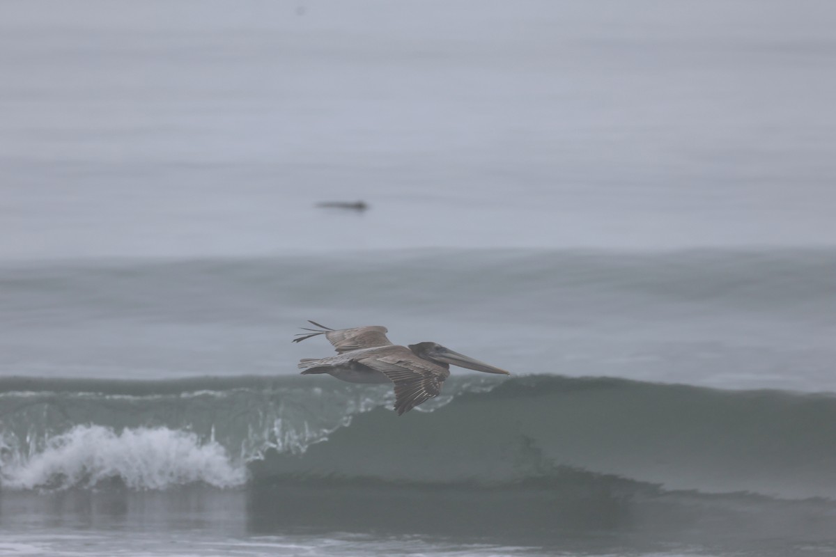 Brown Pelican - ML641897683
