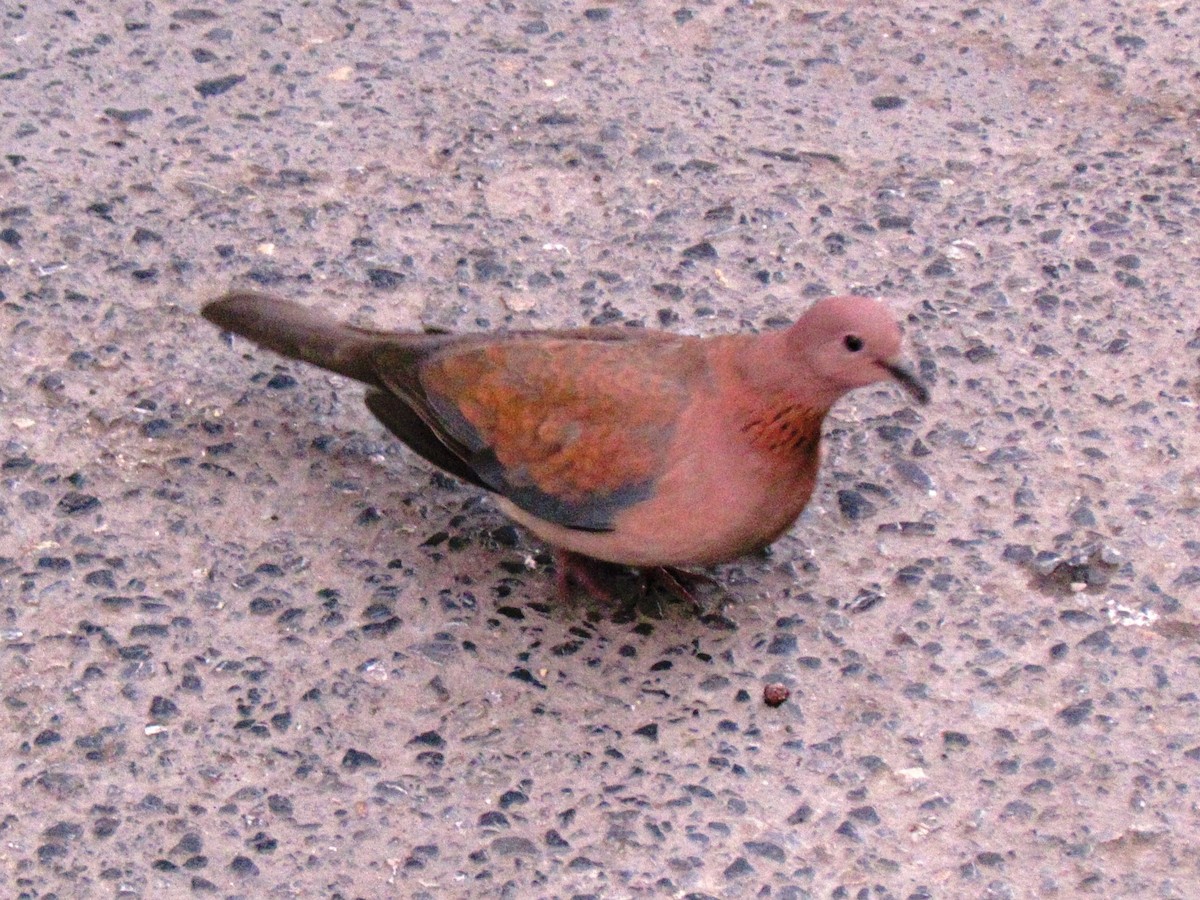 Laughing Dove - ML641897686