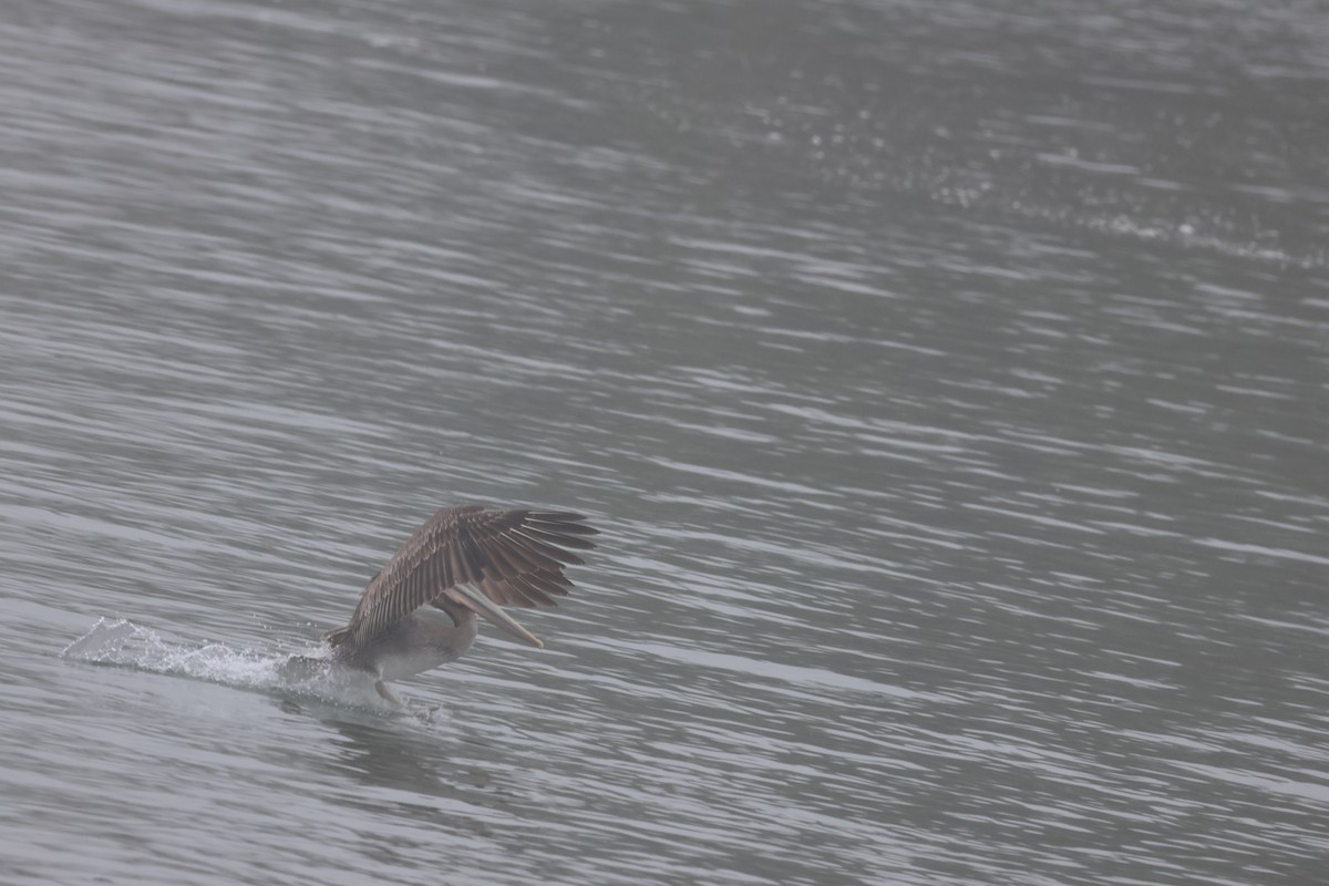 Brown Pelican - ML641897692