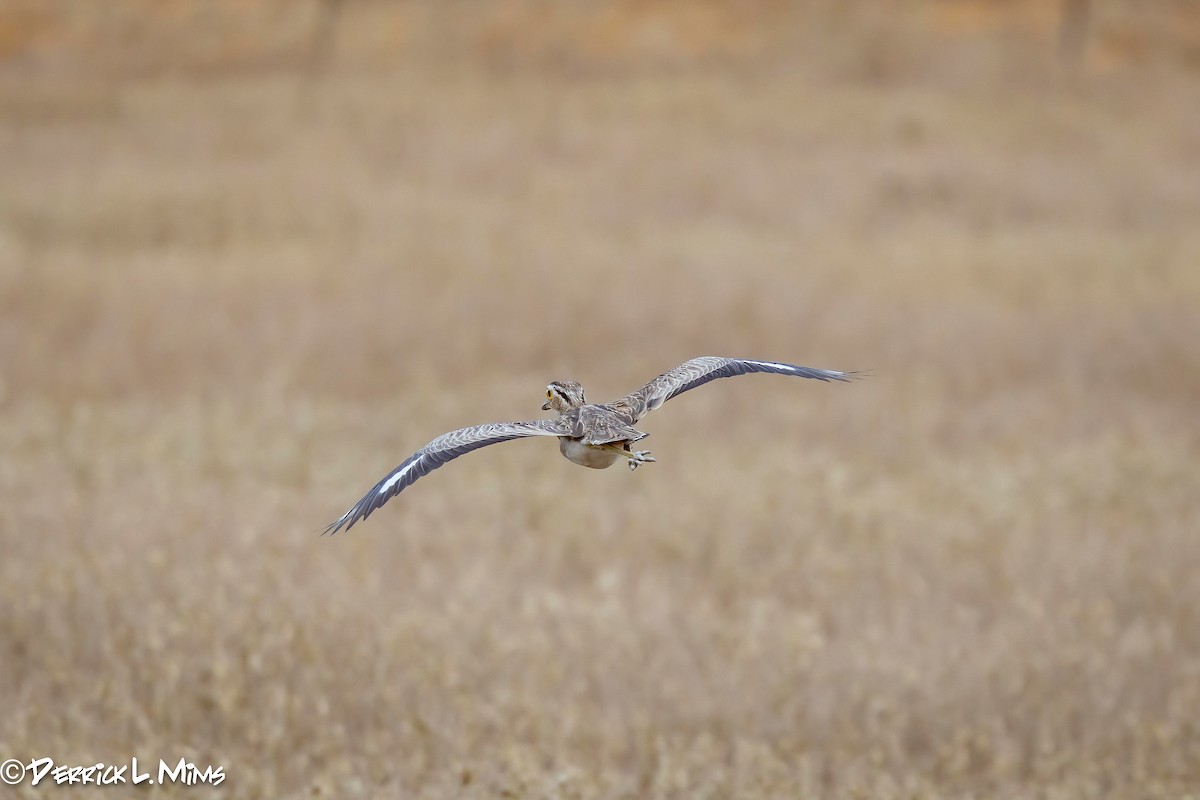 Double-striped Thick-knee - ML641897697