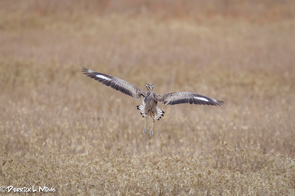 Double-striped Thick-knee - ML641897699