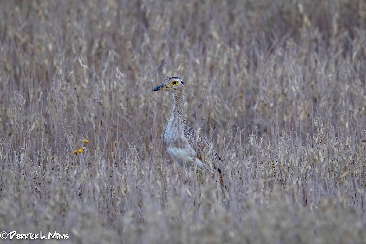 Double-striped Thick-knee - ML641897700