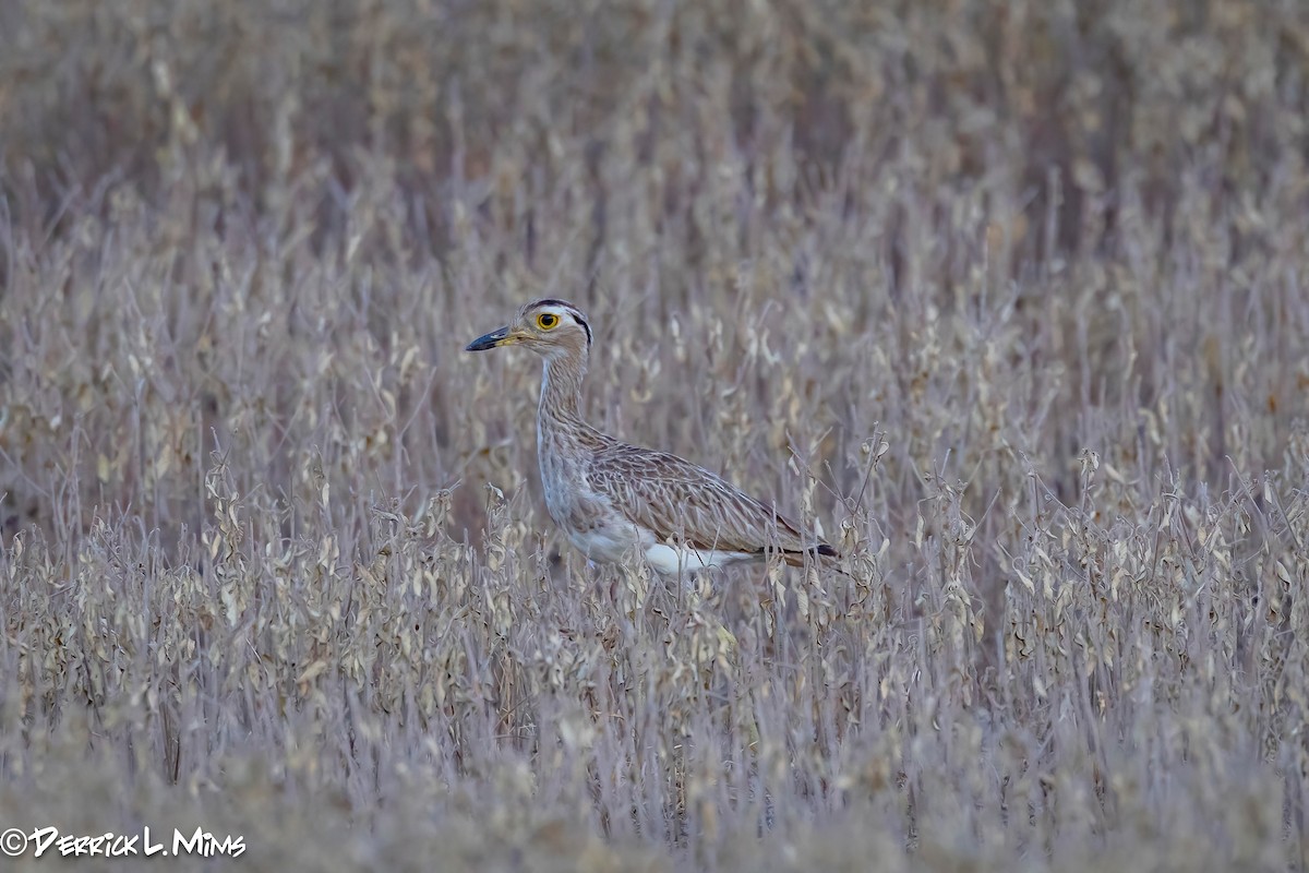 Double-striped Thick-knee - ML641897701