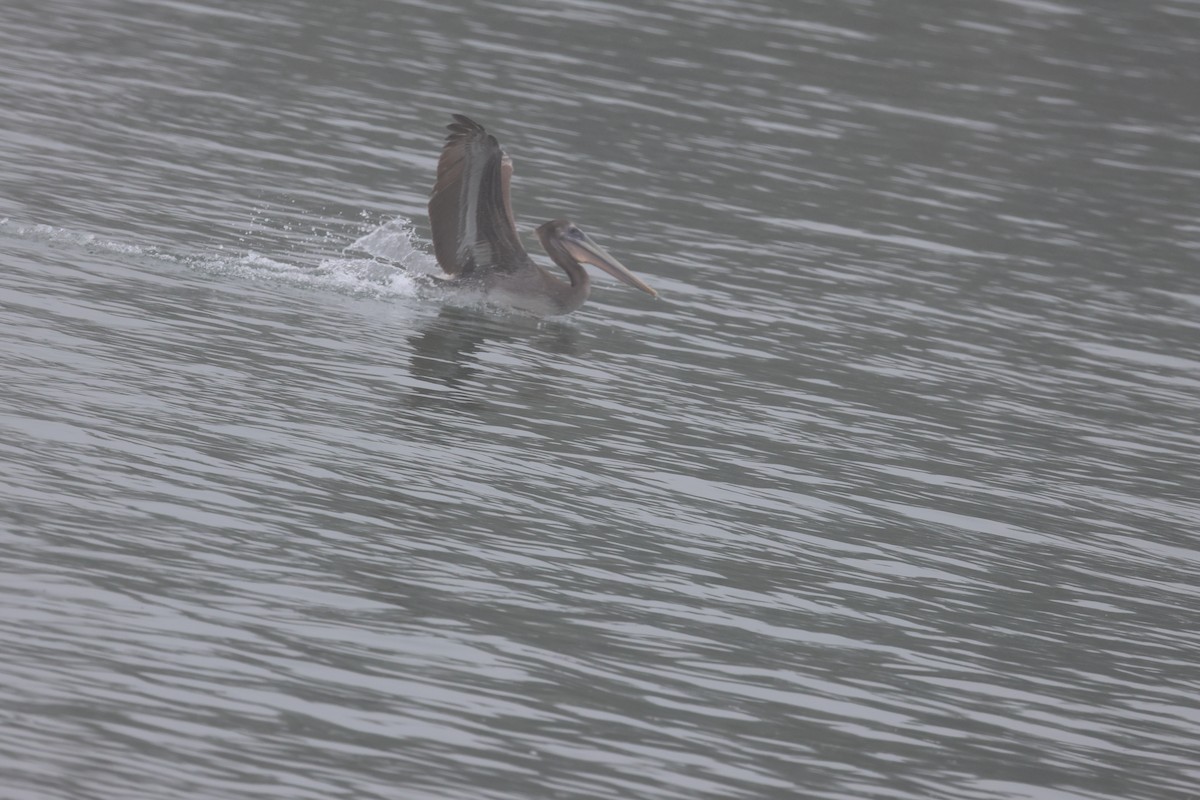 Brown Pelican - ML641897702