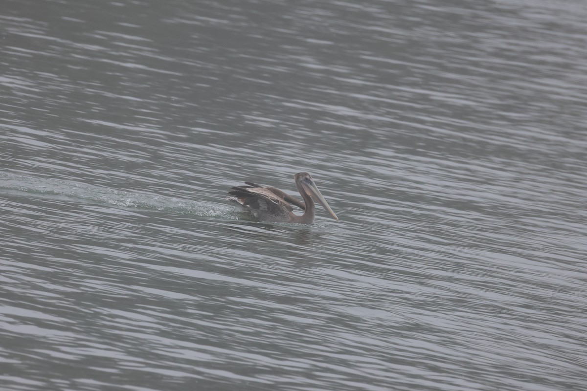 Brown Pelican - ML641897703