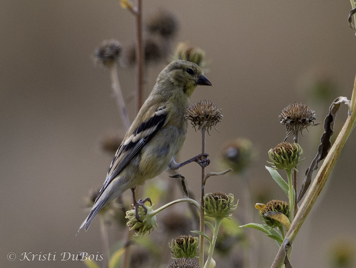 American Goldfinch - ML641897704