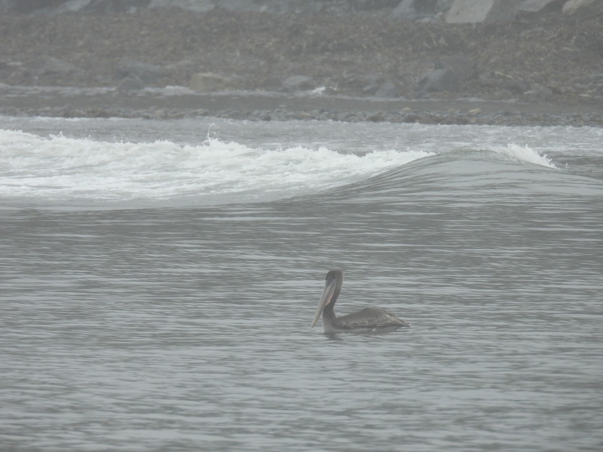 Brown Pelican - ML641897720