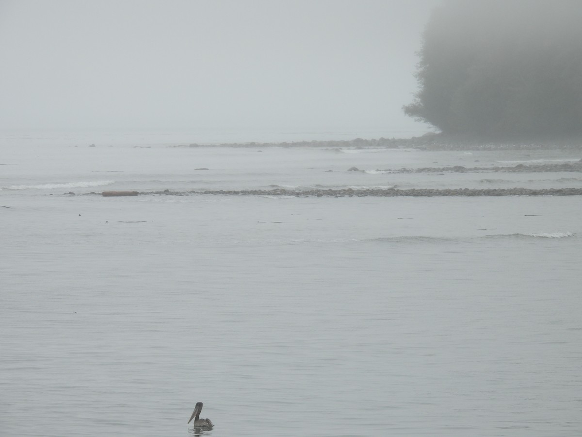 Brown Pelican - ML641897721