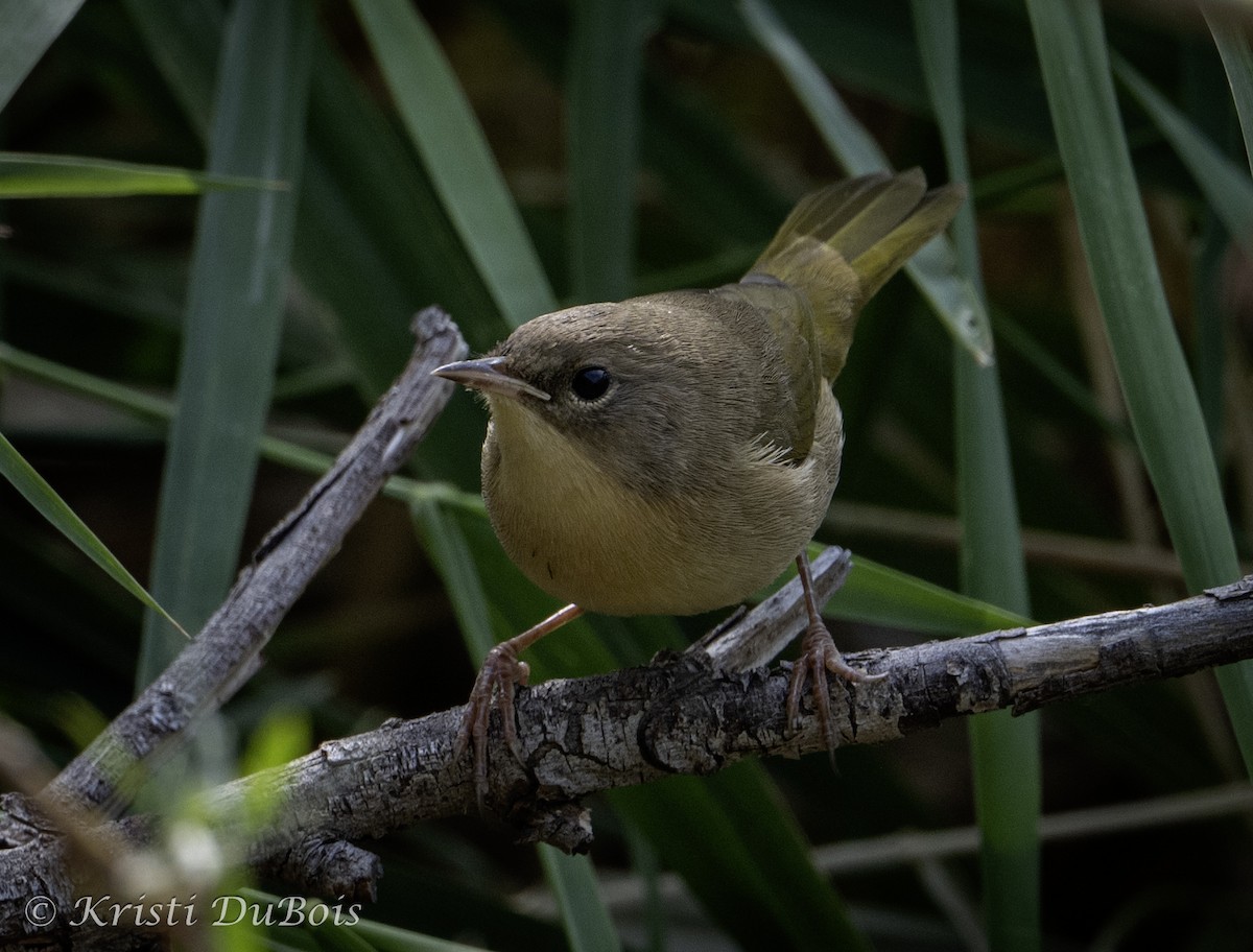 Common Yellowthroat - ML641897722