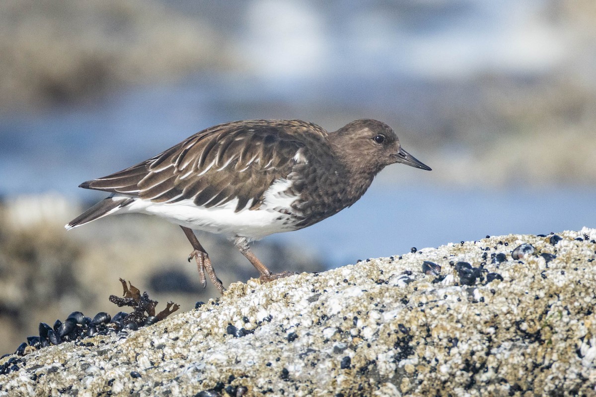 Black Turnstone - ML641897737