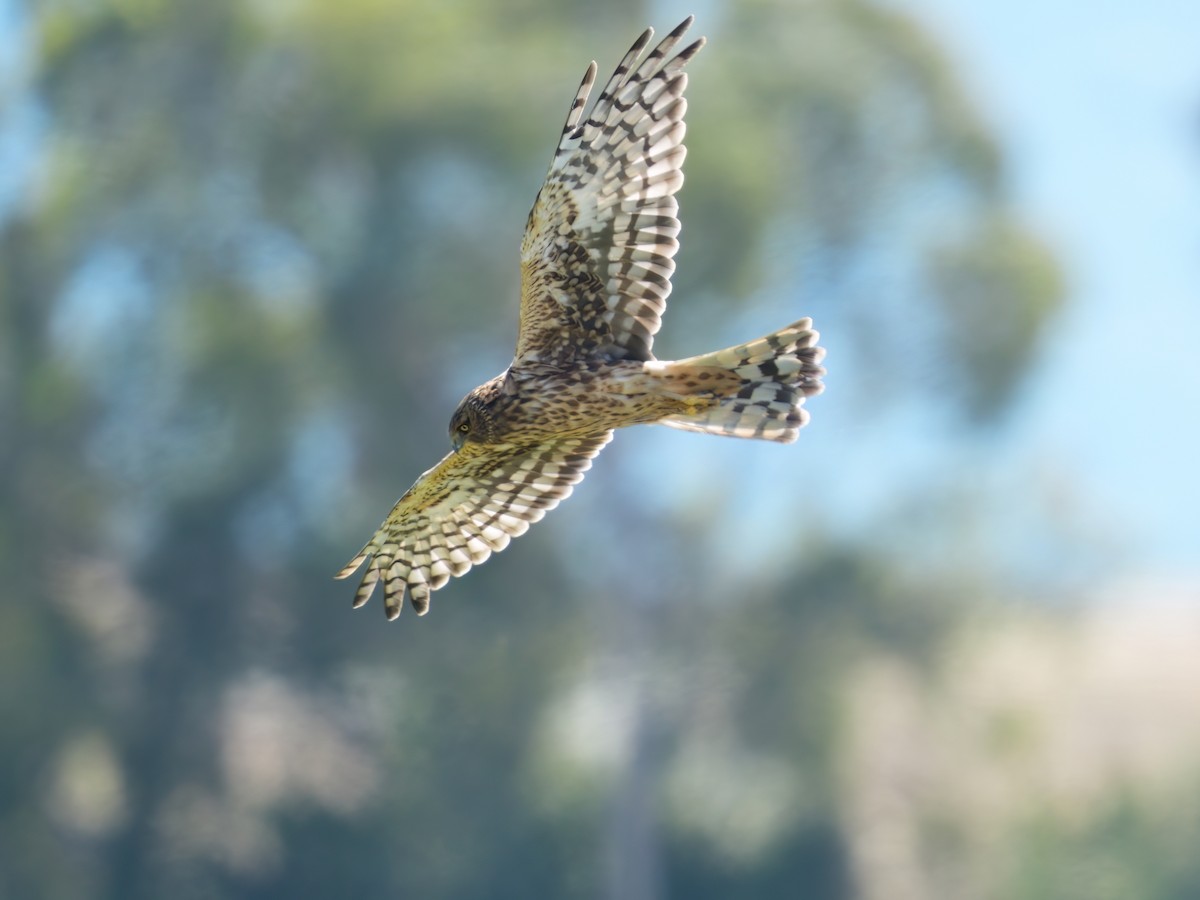 Northern Harrier - ML641897739