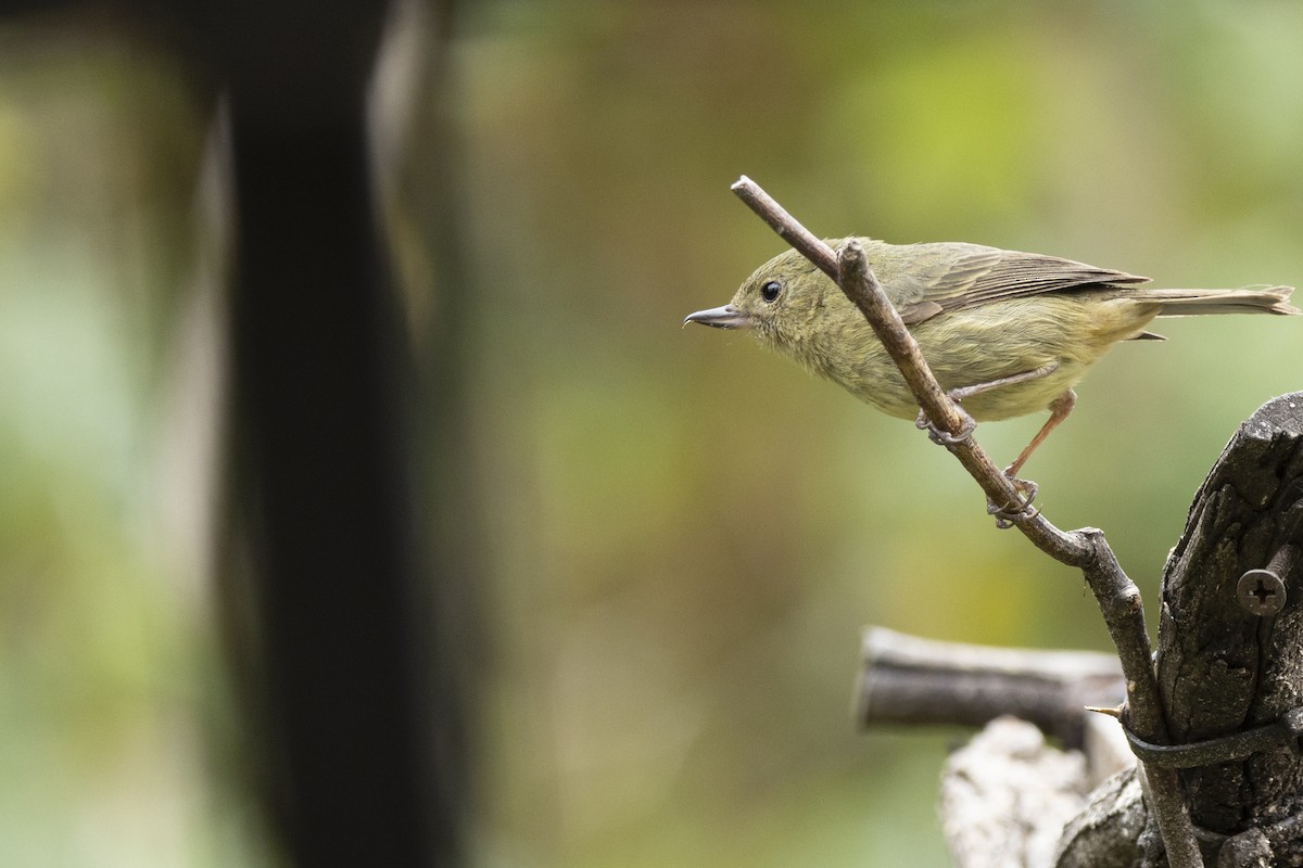 Slaty Flowerpiercer - ML641897744