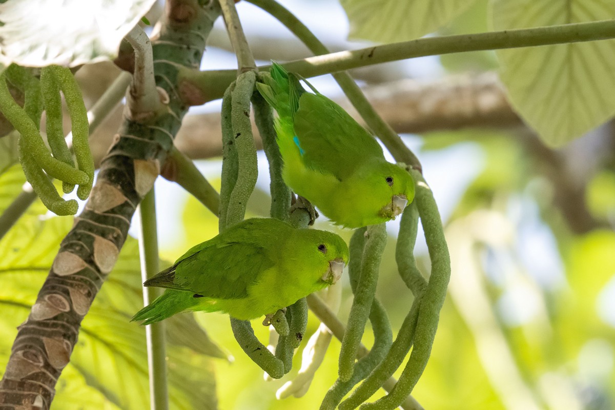 Mexican Parrotlet - ML641897754