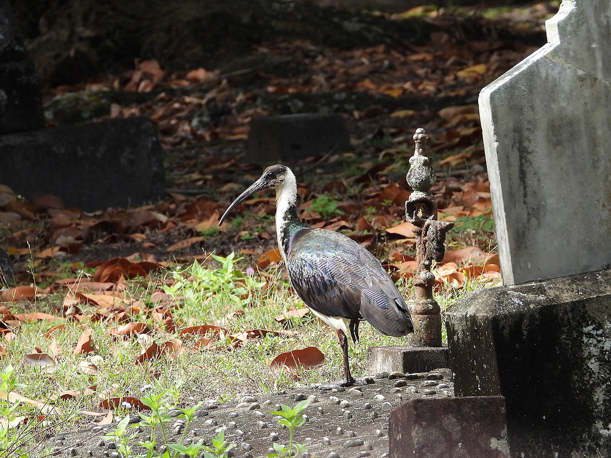 Straw-necked Ibis - ML641897769