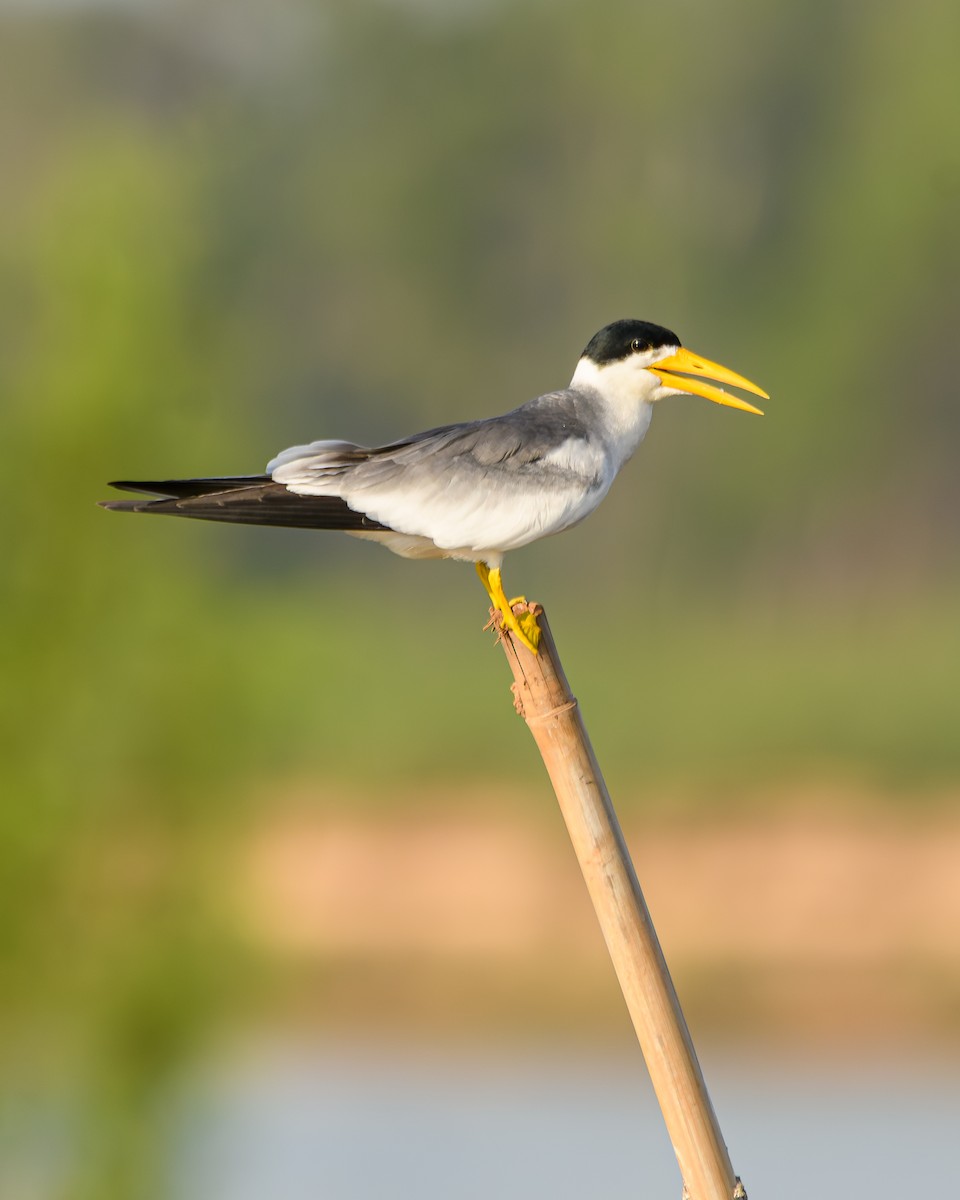 Large-billed Tern - ML641897841