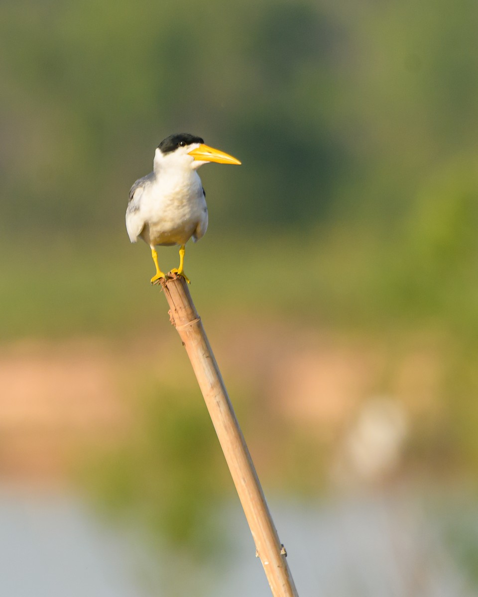 Large-billed Tern - ML641897843
