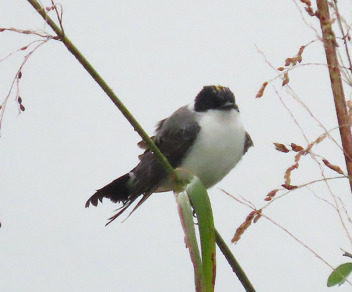 Fork-tailed Flycatcher - ML641897852