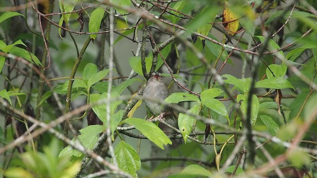 Green-backed Sparrow - ML641897863