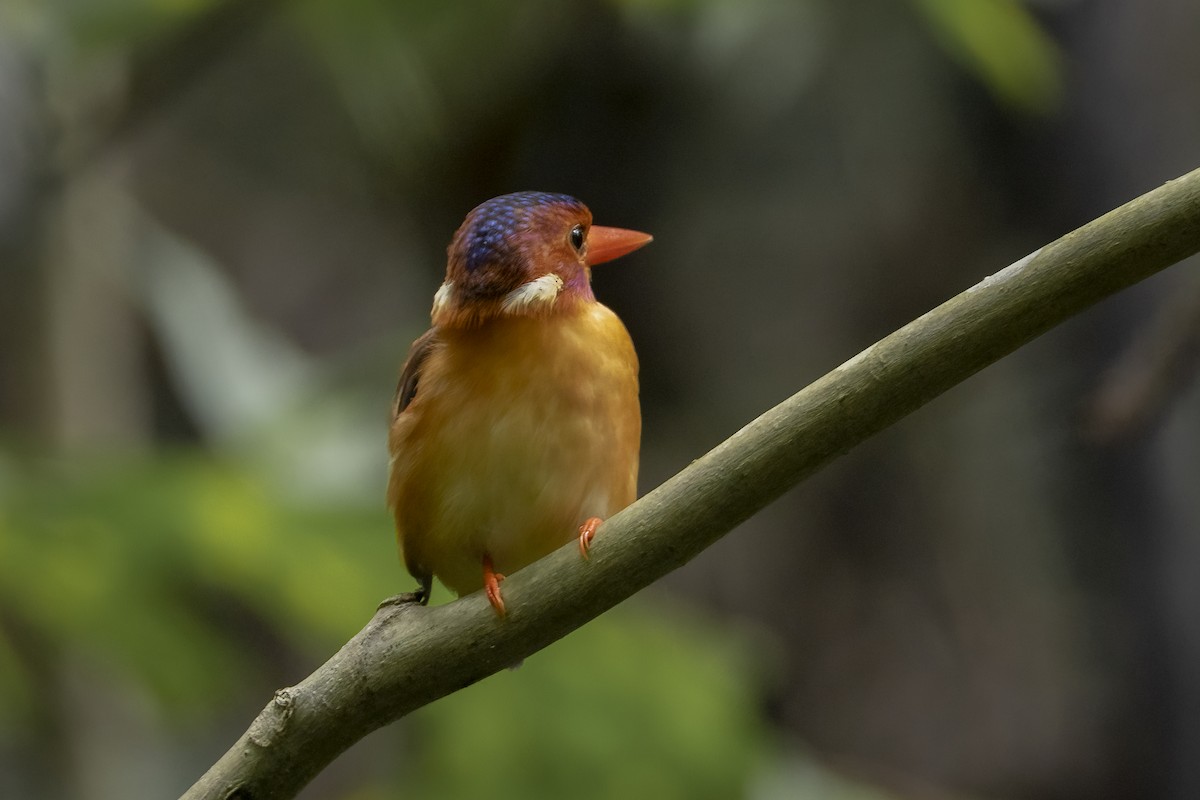 Sulawesi Dwarf-Kingfisher - ML641897875