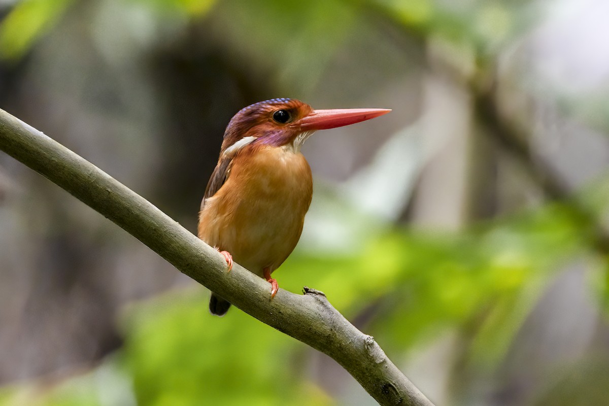 Sulawesi Dwarf-Kingfisher - ML641897876