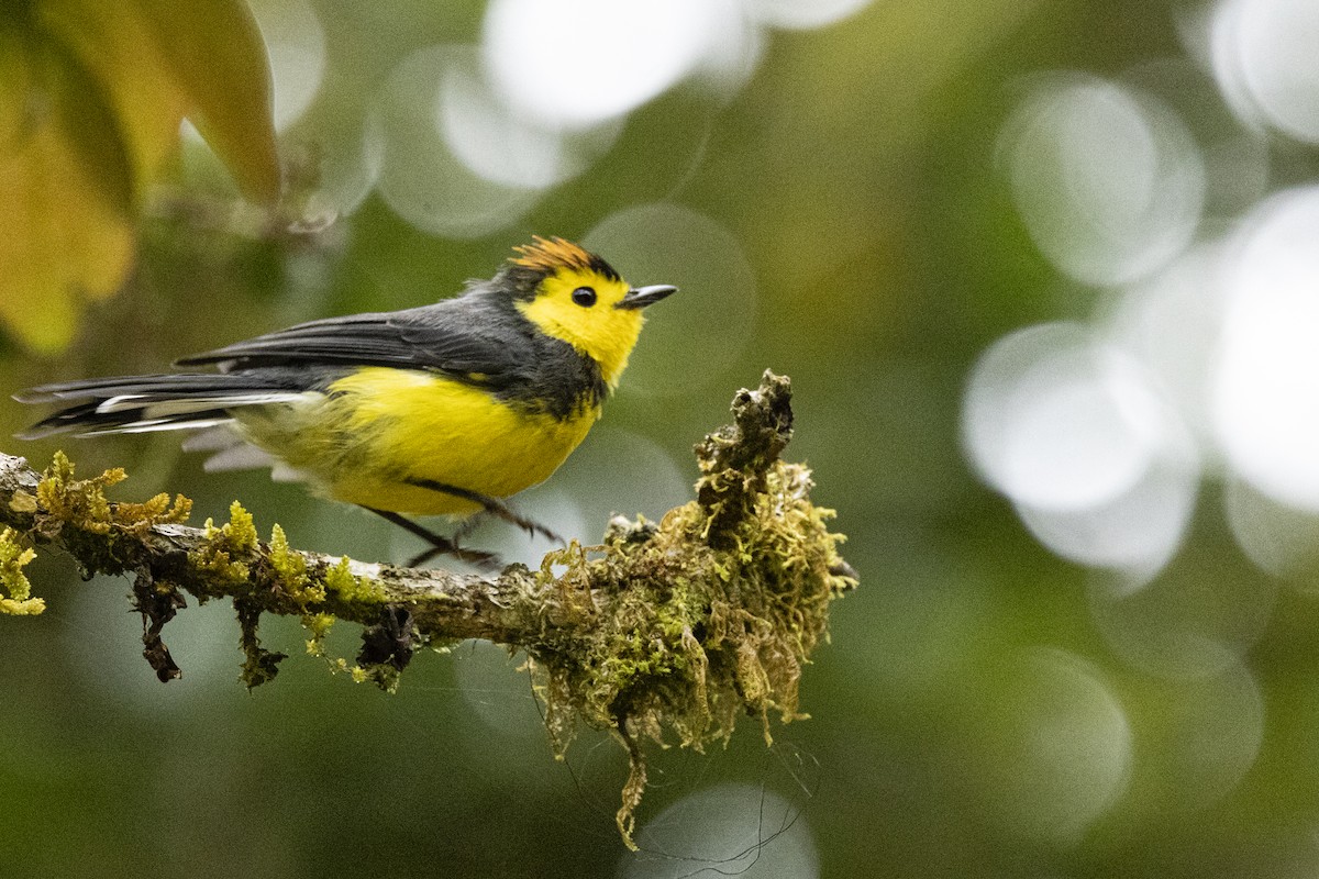 Collared Redstart - ML641897877