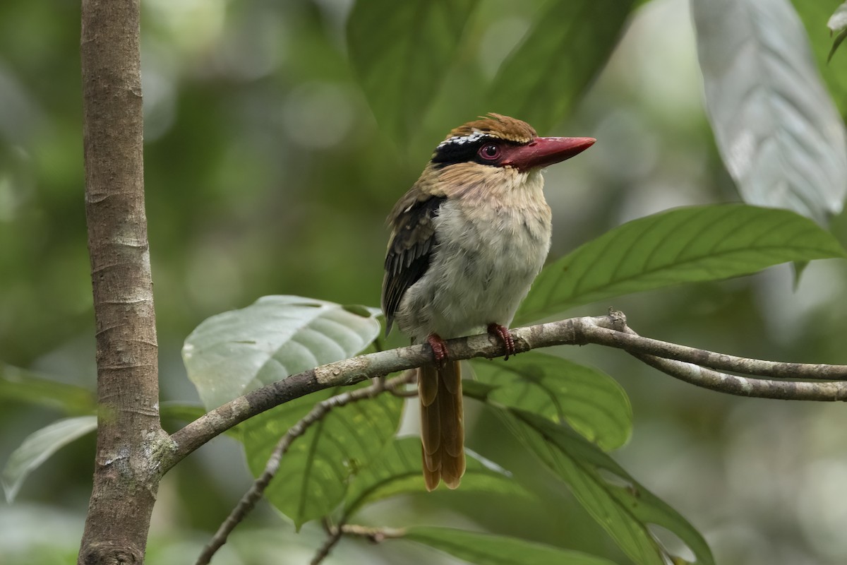 Sulawesi Lilac Kingfisher - ML641897887