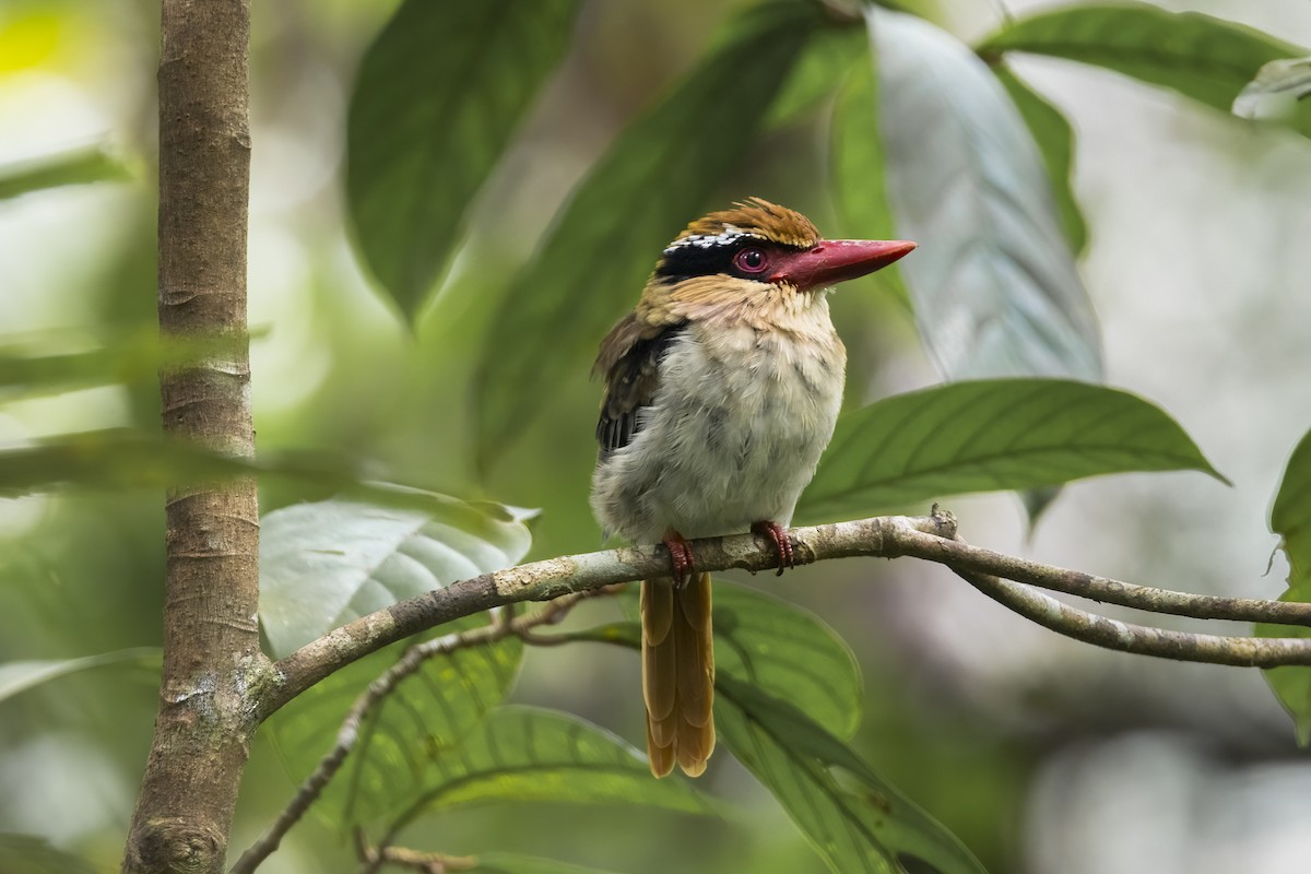 Sulawesi Lilac Kingfisher - ML641897888
