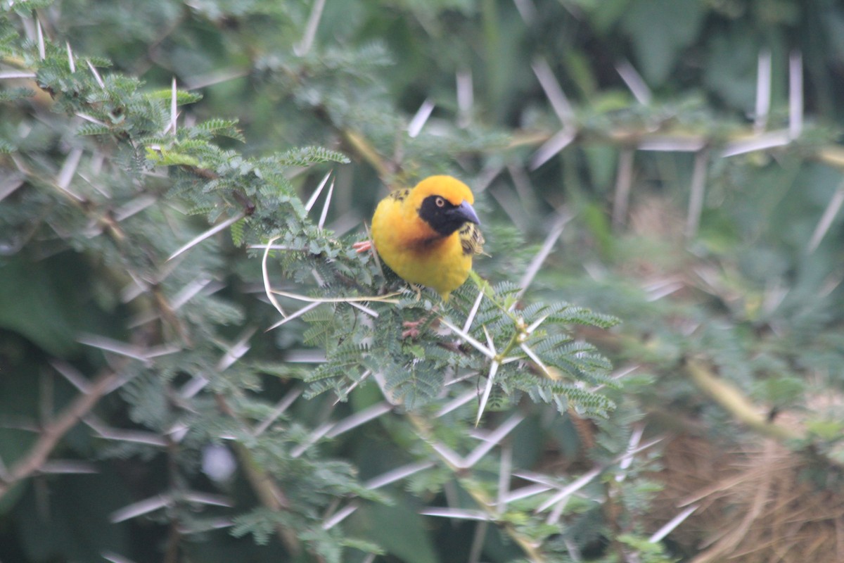 Speke's Weaver - ML641897907