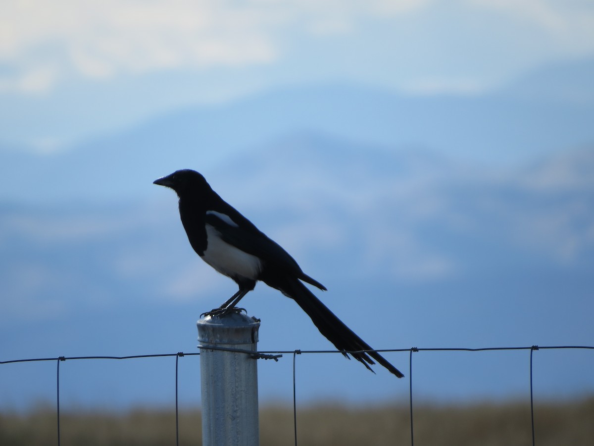 Black-billed Magpie - ML641897914