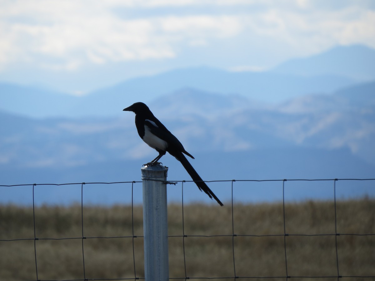 Black-billed Magpie - ML641897915
