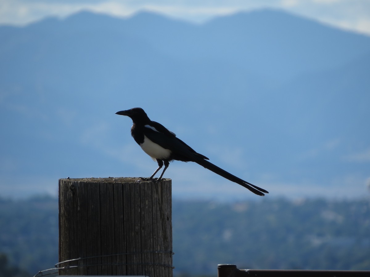Black-billed Magpie - ML641897928
