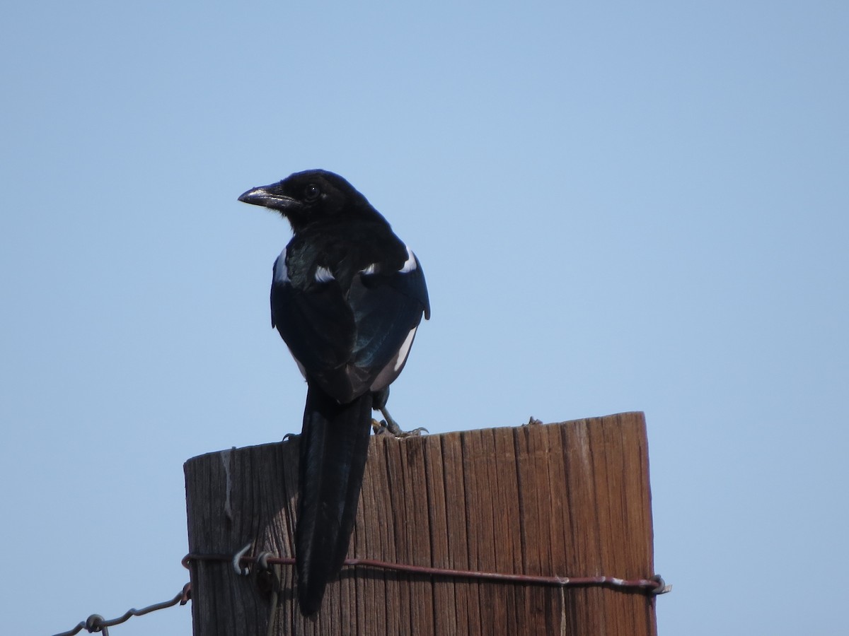 Black-billed Magpie - ML641897929