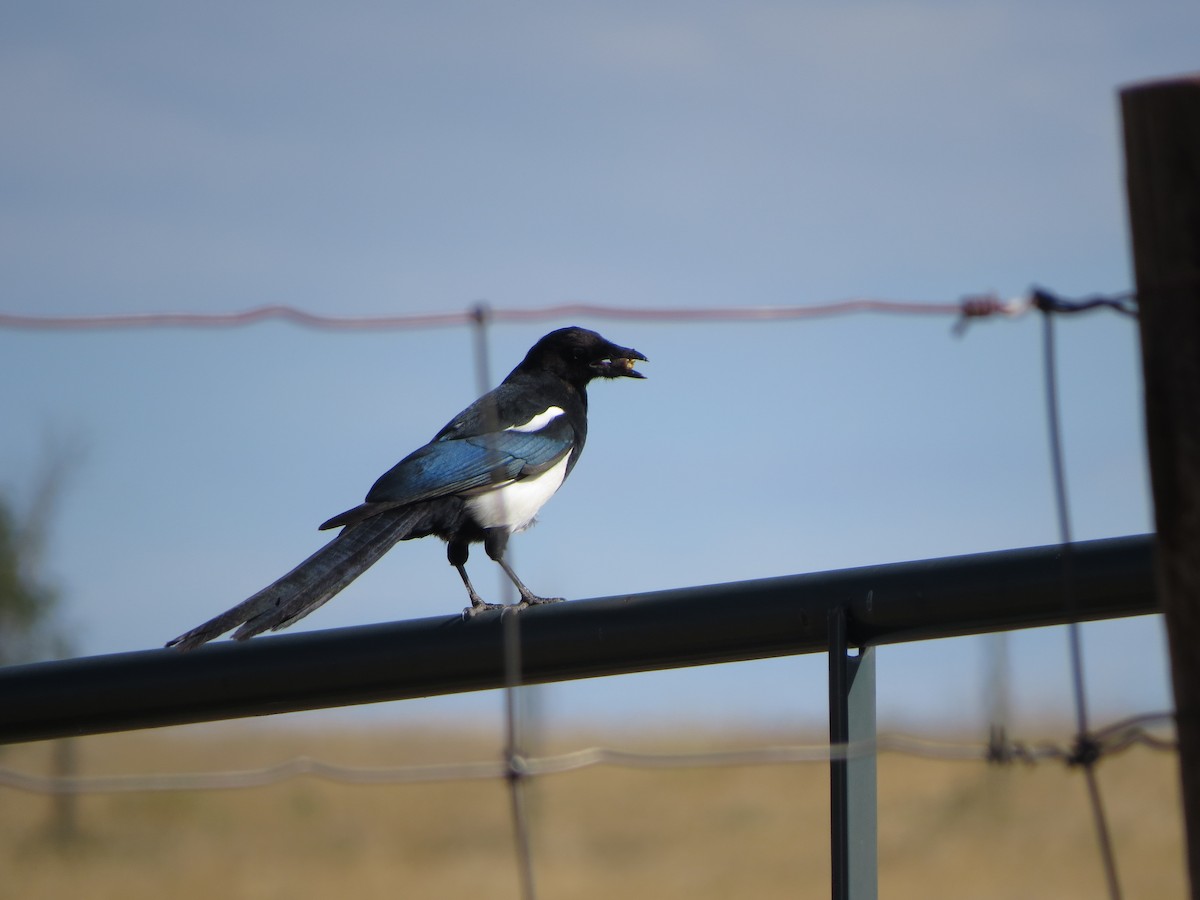 Black-billed Magpie - ML641897931