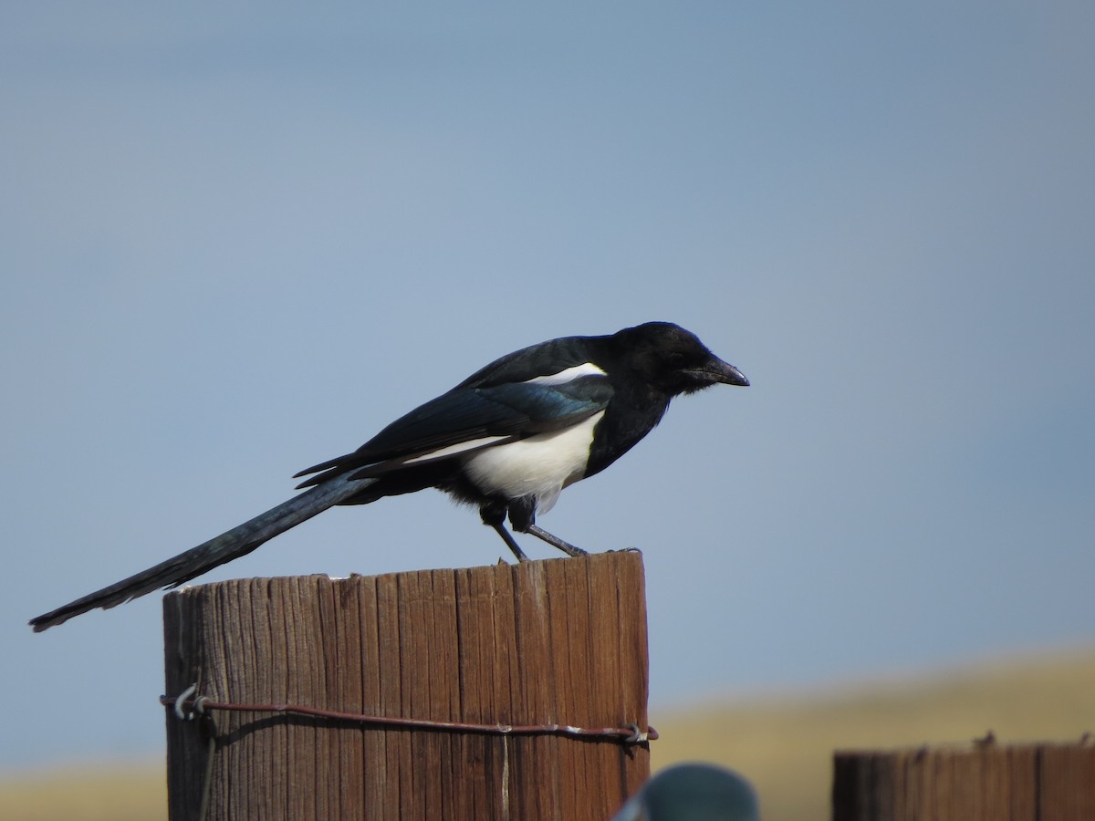 Black-billed Magpie - ML641897932