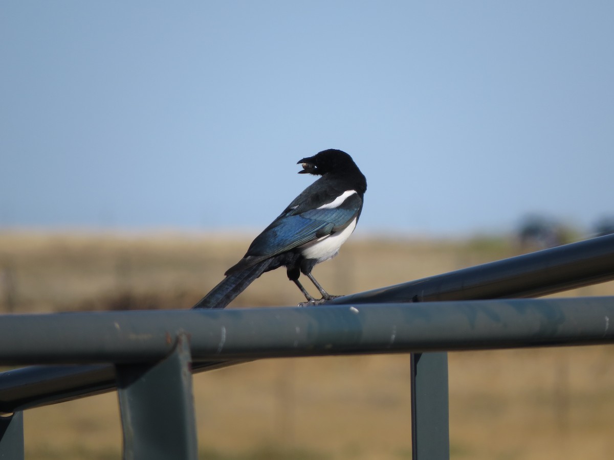 Black-billed Magpie - ML641897933