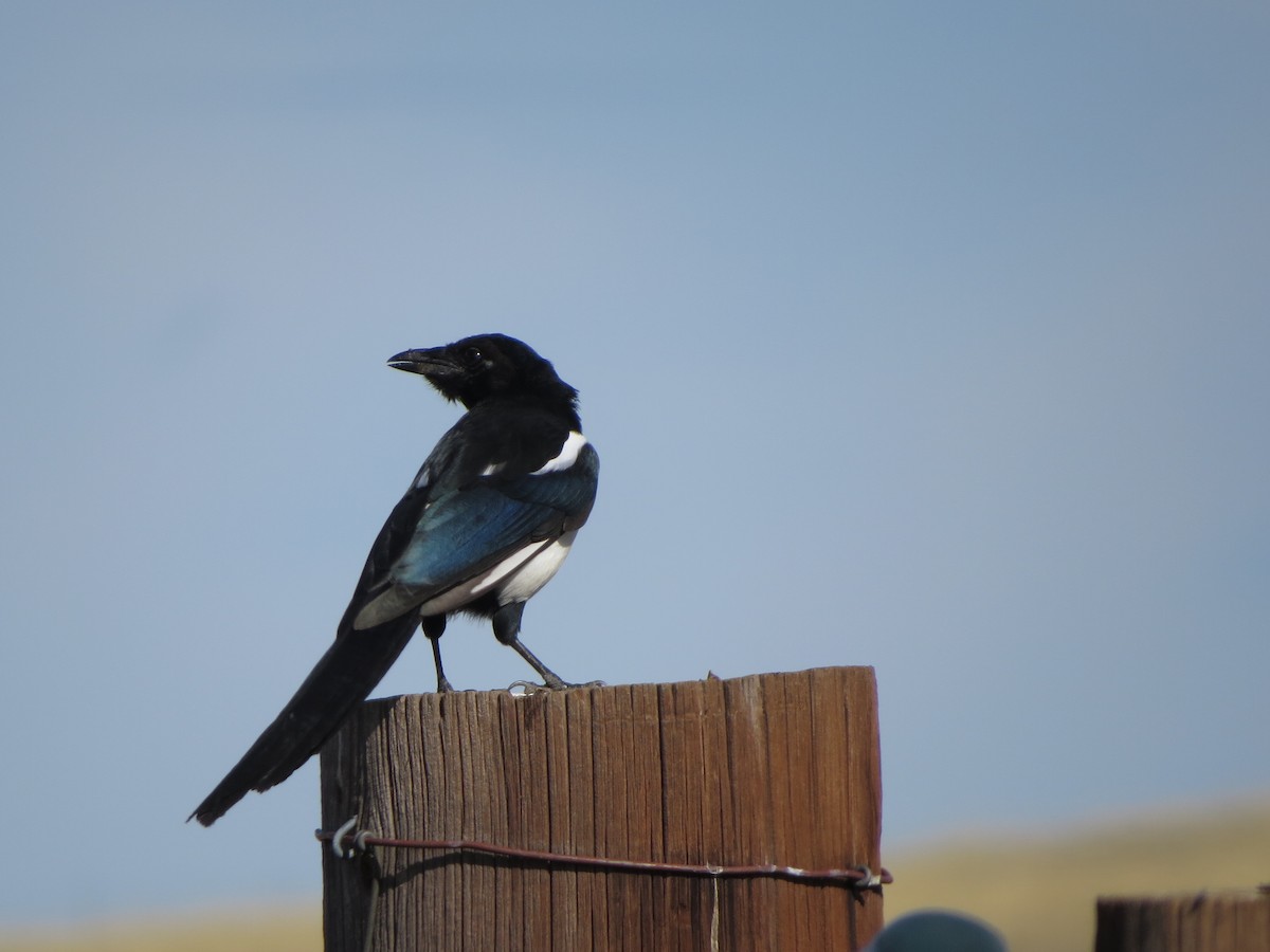 Black-billed Magpie - ML641897935