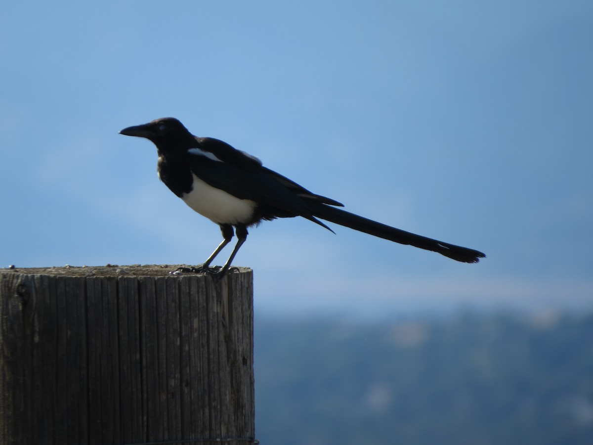 Black-billed Magpie - ML641897936