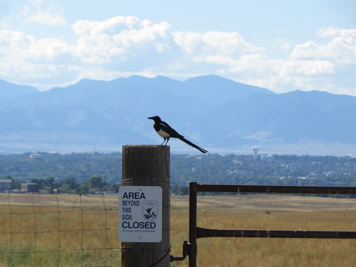 Black-billed Magpie - ML641897937