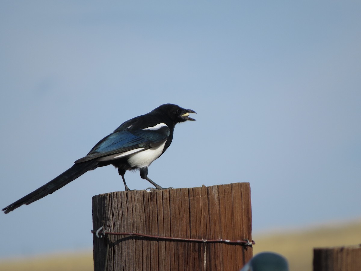 Black-billed Magpie - ML641897938