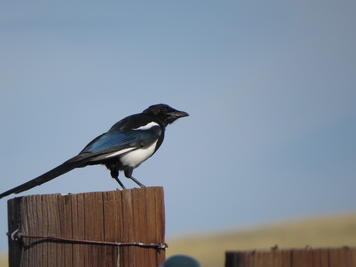 Black-billed Magpie - ML641897939