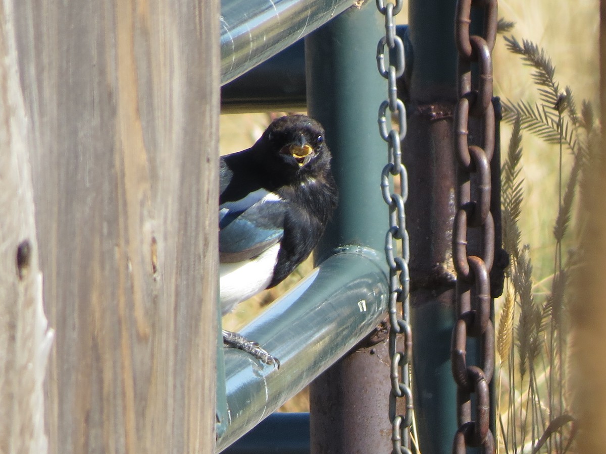 Black-billed Magpie - ML641897942